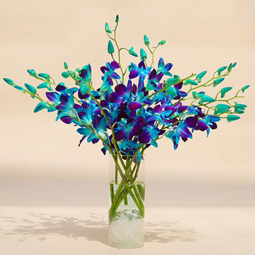 Mesmerizing Blue Orchids: Flower Delivery in Abu Dhabi