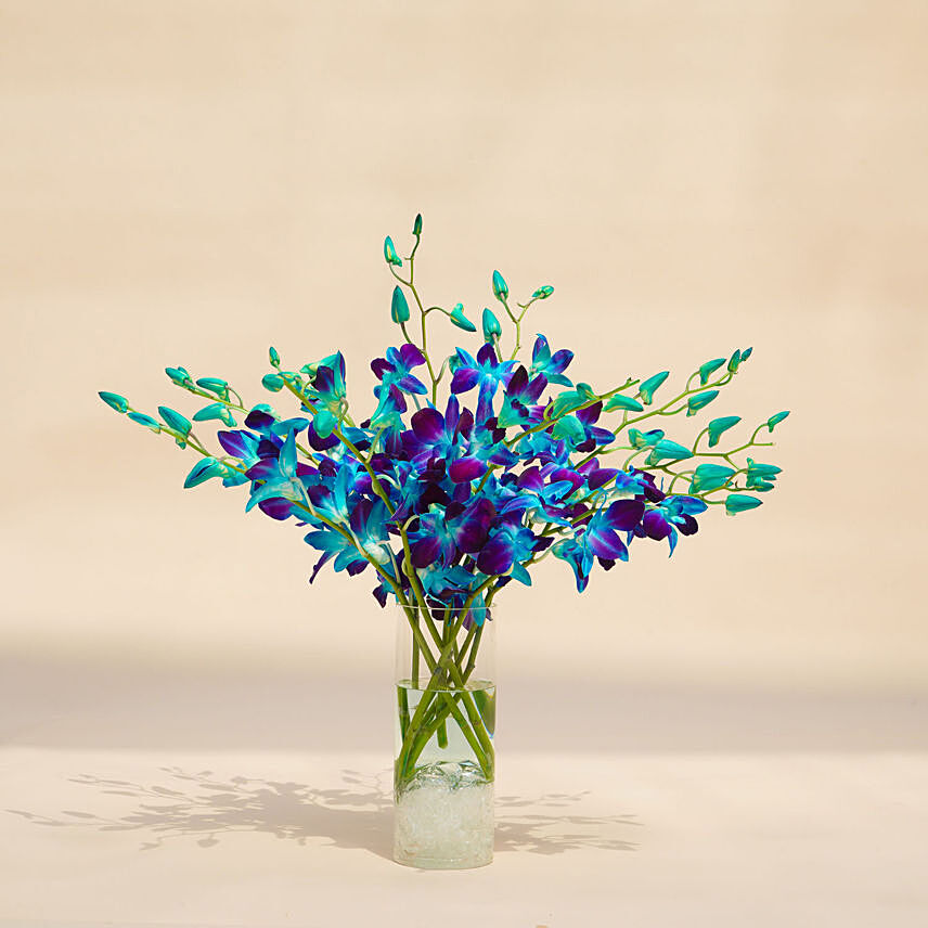 Mesmerizing Blue Orchids: Best Seller Gifts