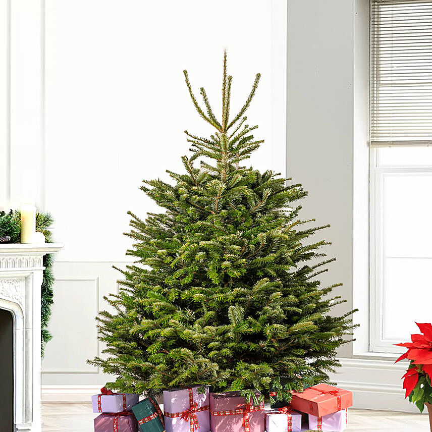 4 to 5 Feet Fresh Christmas Tree: Xmas Trees