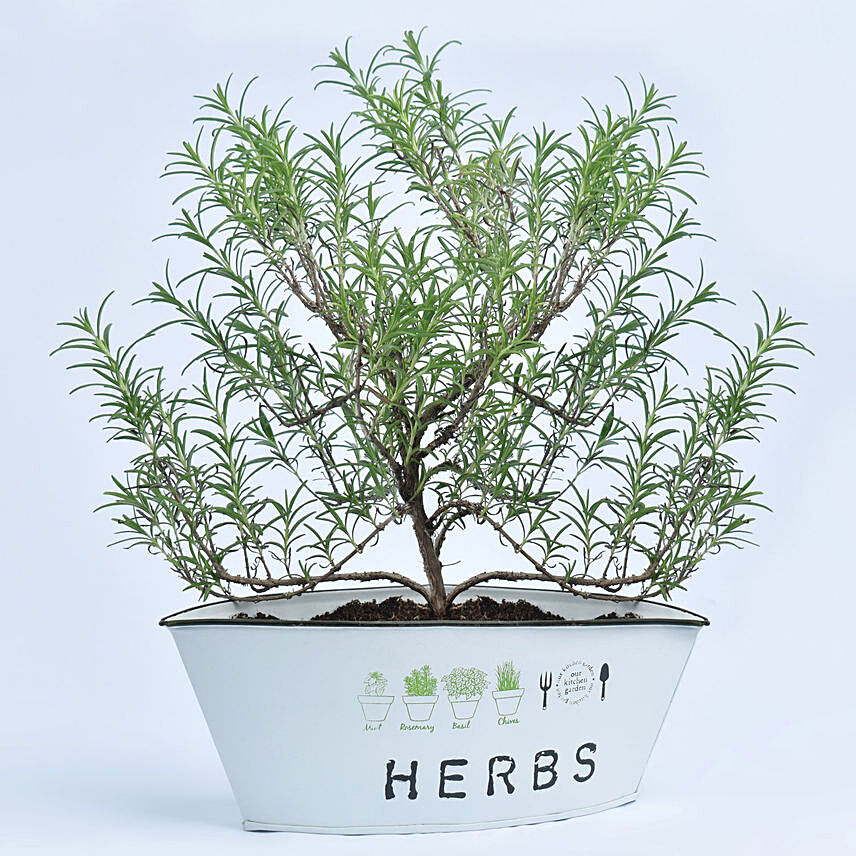 Rosemary In a Theme Herbs Planter: Plants Offers 