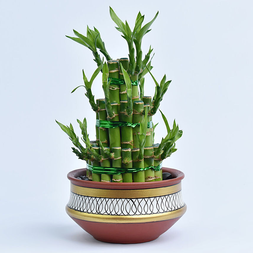 3 Layer Lucky Bamboo in Terracotta Planter: 