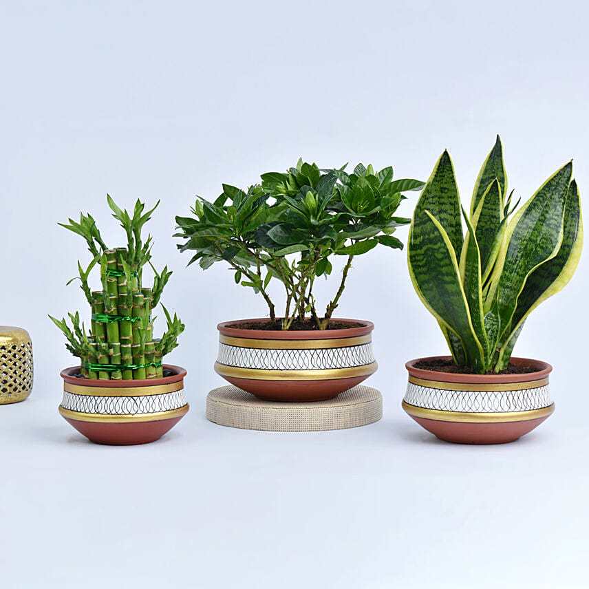 Set of 3 Plants in Terracotta Planter: Bamboo Plant