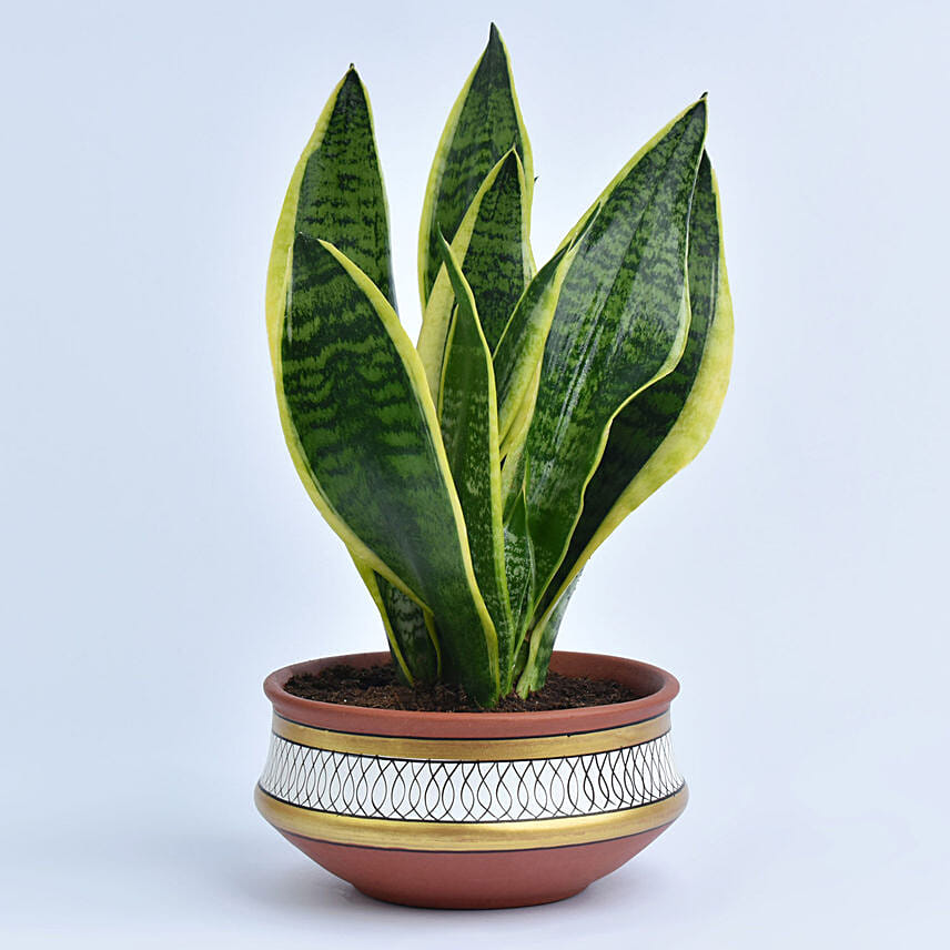 Snake Plant in Teracotta Planter: 