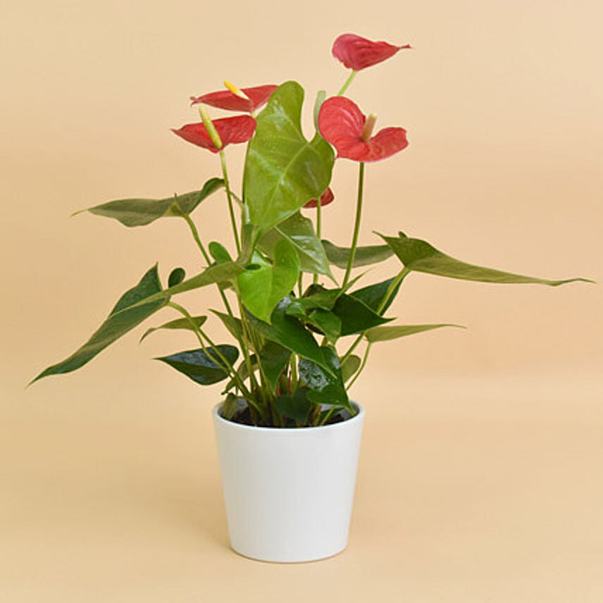 Red Anthurium In White Pot: Plants