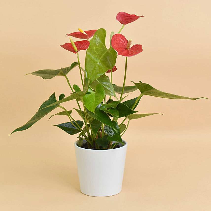 Red Anthurium In White Pot: 