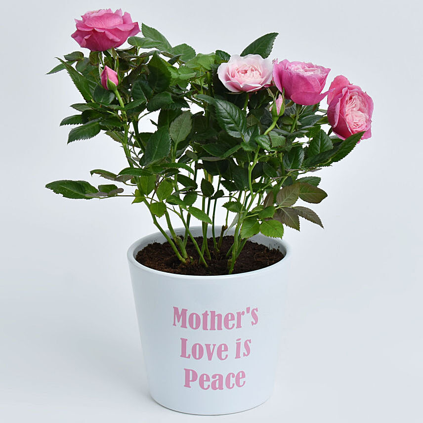 Mother Love is Peace Rose Plant: Last Minute Delivery Gifts