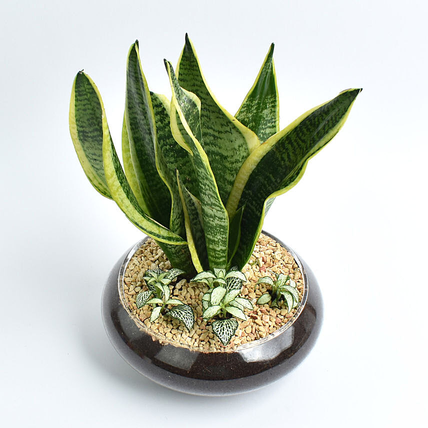 Snake Plant and Fittonia Dish: Mothers Day Plants