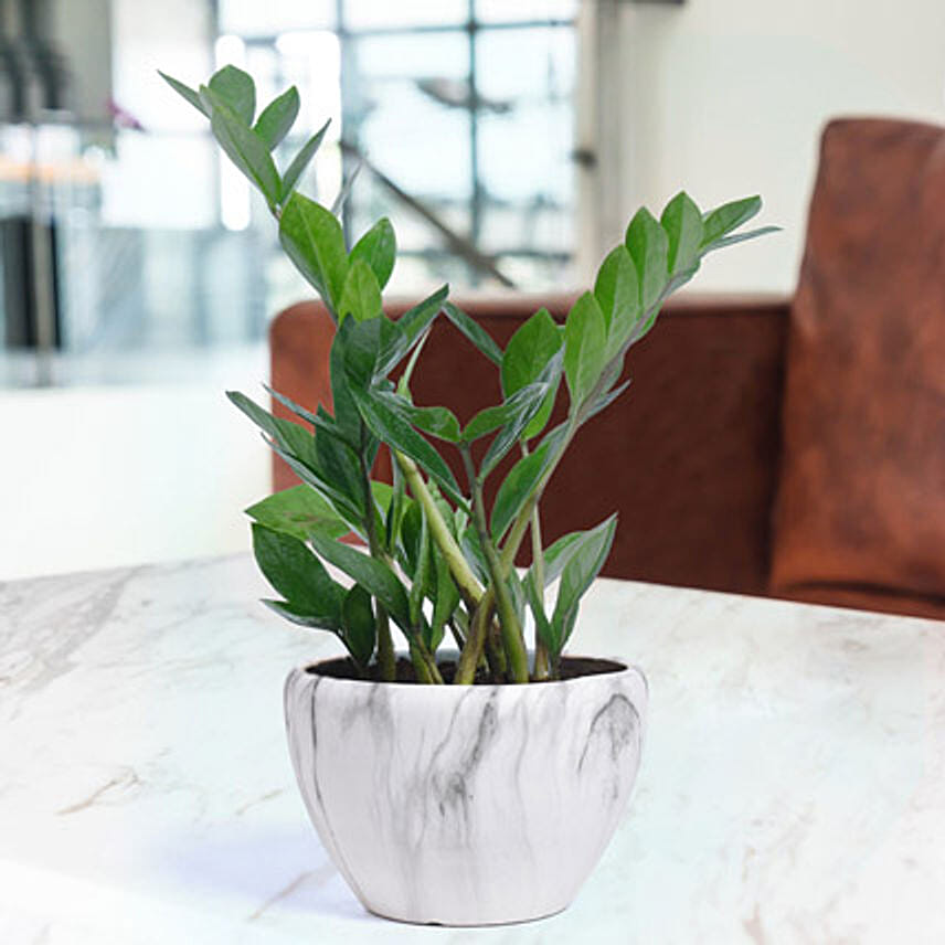 Air Purifying Z Plant: Plants 