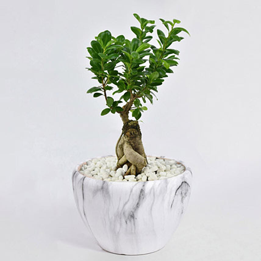 Bonsai Plant In Ceramic Pot: Plants 