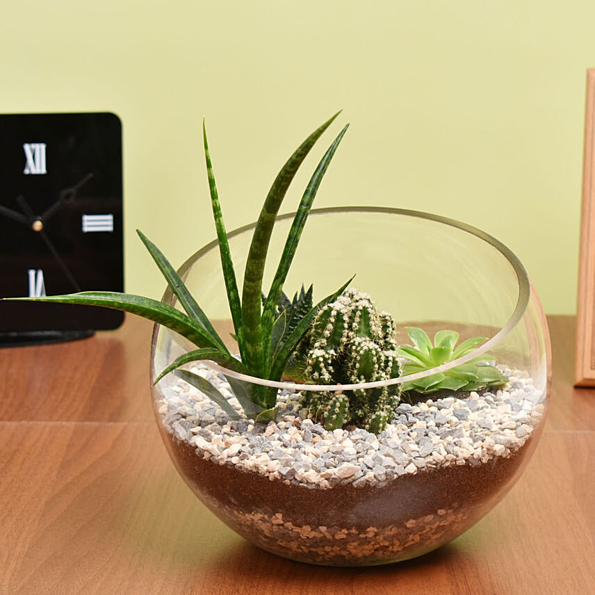 Succulents And Cactus Terrarium: Desktop and Office Plants