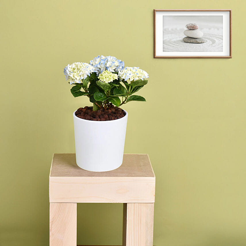 Blue  Hydrangea in Premium Pot:  Gift Delivery