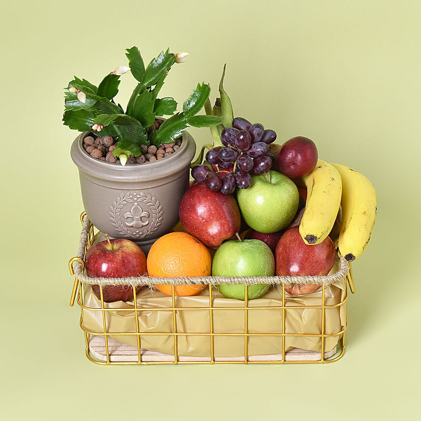 Bliss: Plants N Fruits