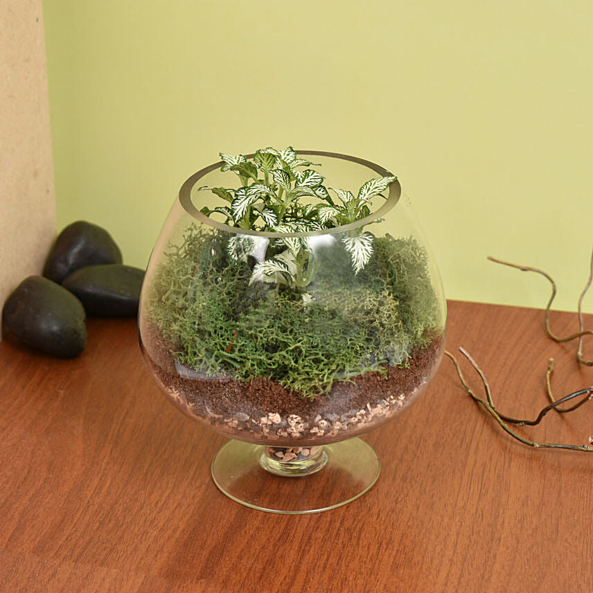 Fittonia Garden: Indoor Plants Delivery