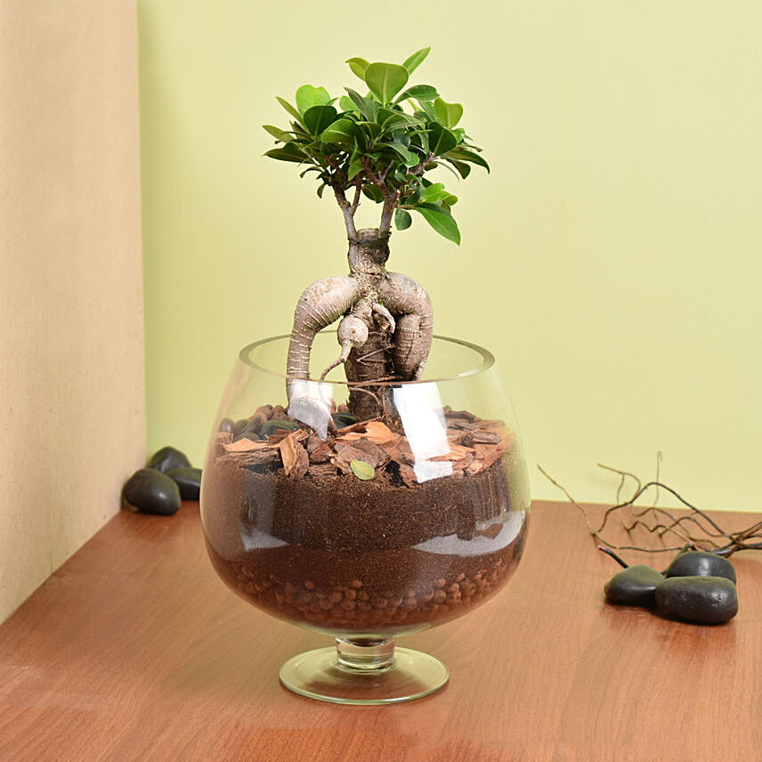 Small Bonsai In Glass Vase: Desktop and Office Plants