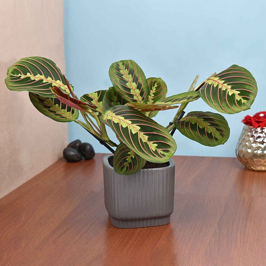 Maranta in Beautiful planter: Air Purifying Indoor Plants