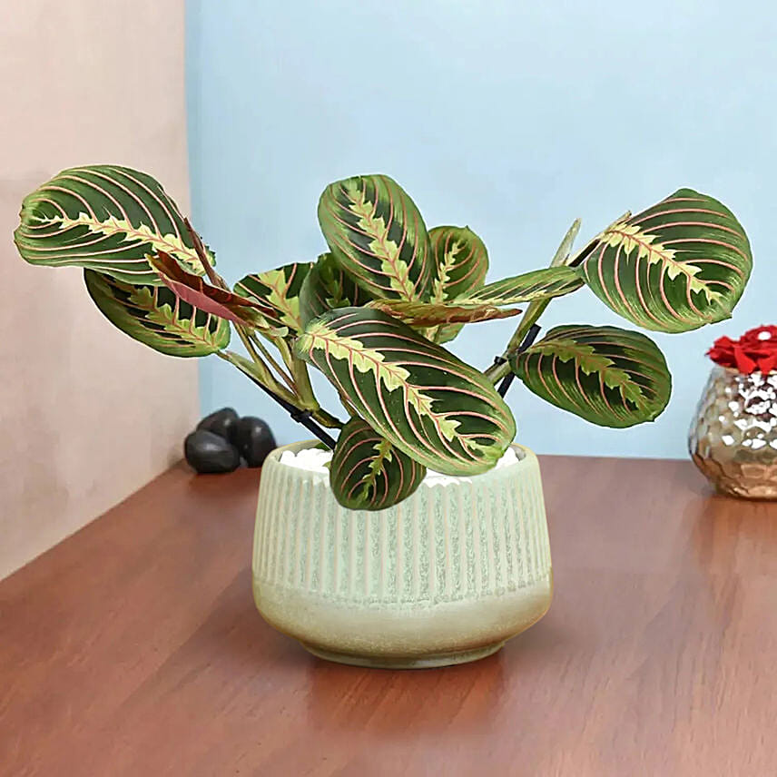 Maranta in Beautiful planter: Air Purifying Indoor Plants