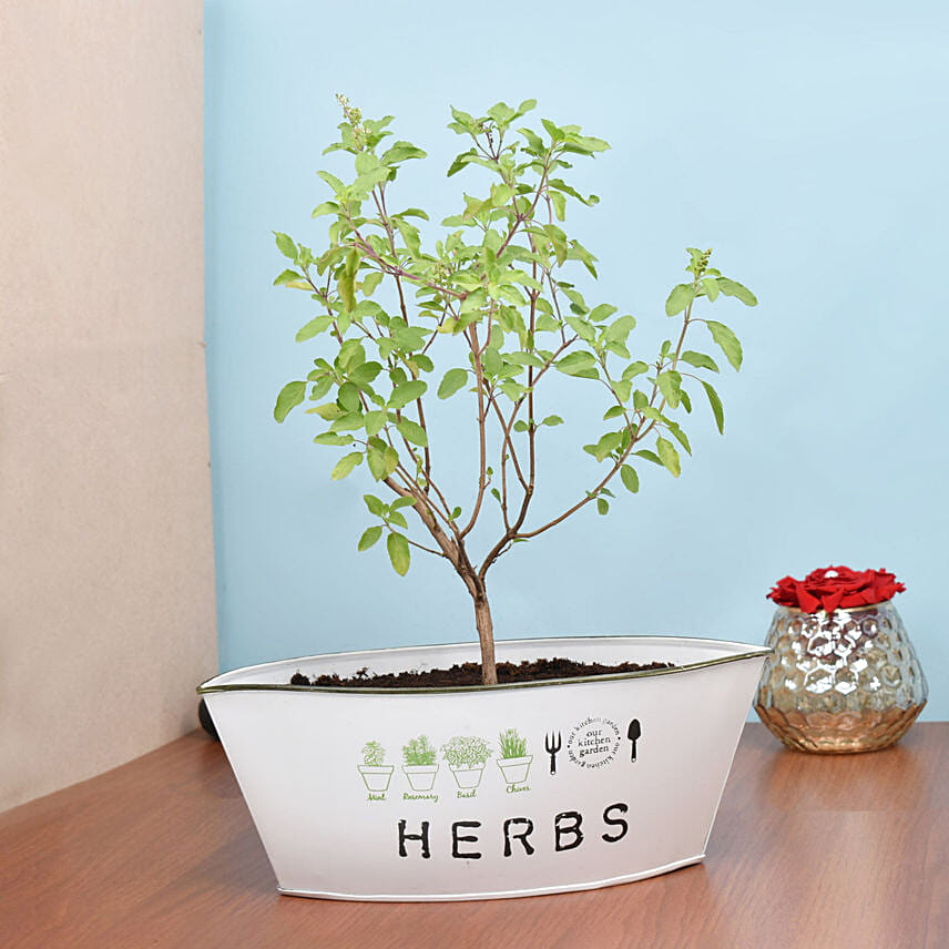 Tulsi Plant in Metal Planter: 