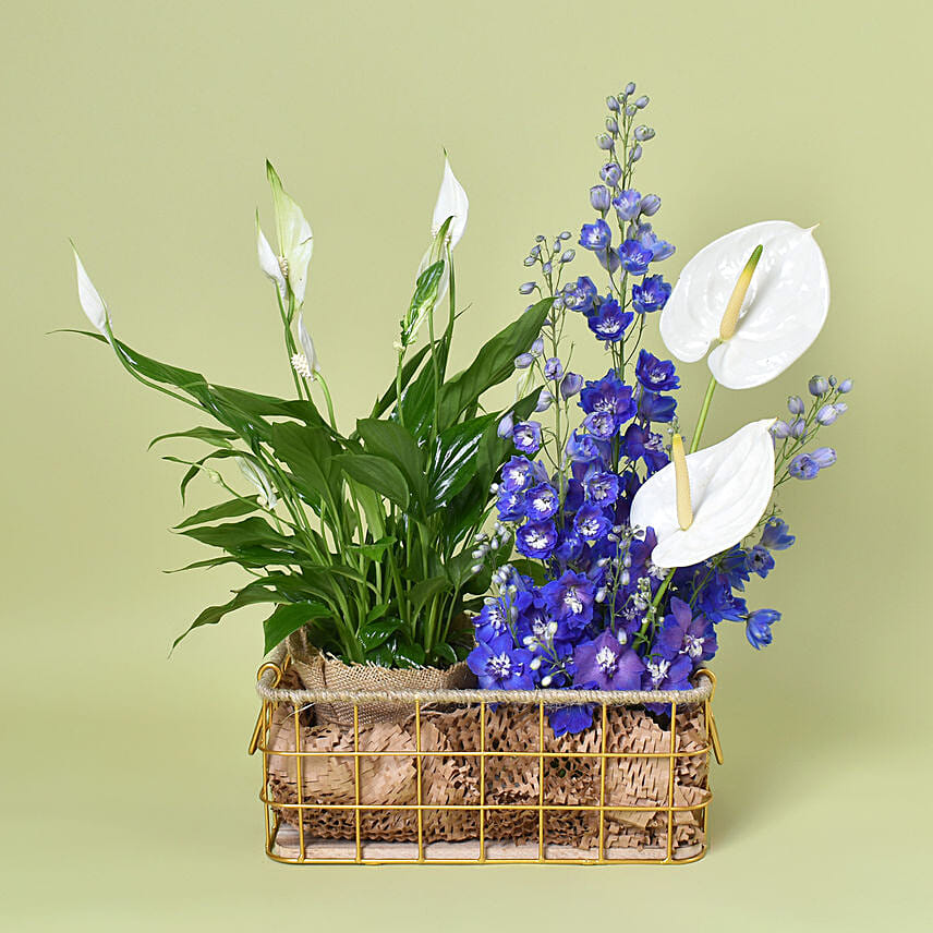 Garden of bliss: Flowers N Plants