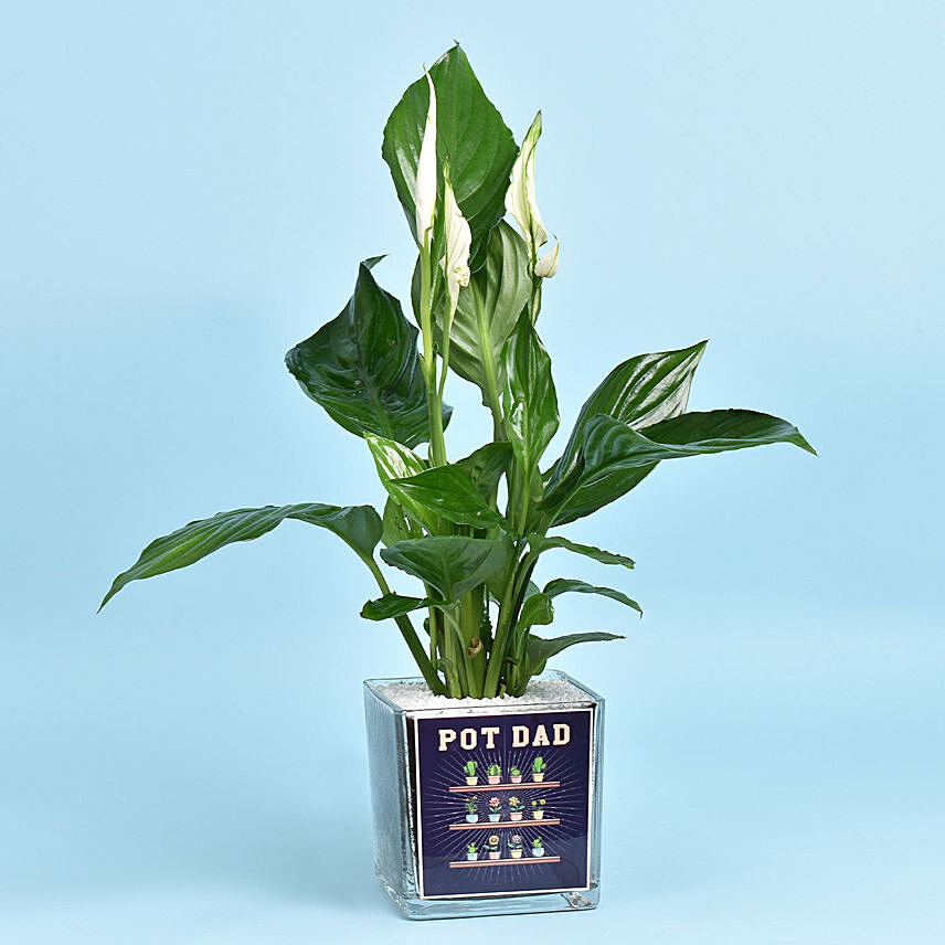 Pot Dad Peace Lilly: Fathers Day Plants