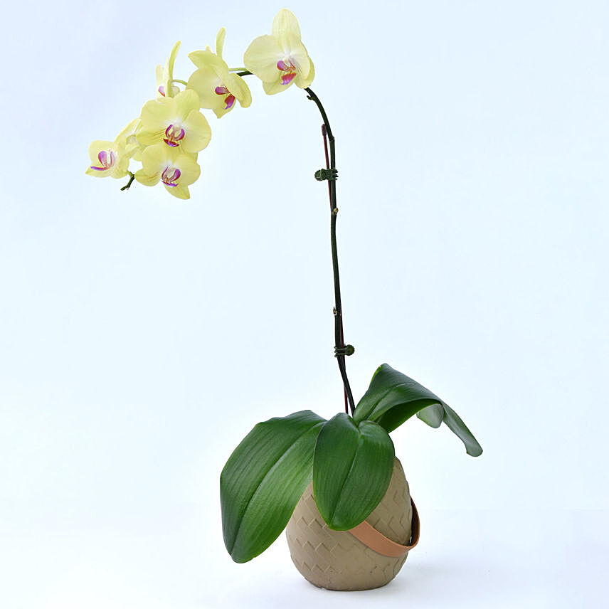 Yellow Orchid in Premium Vase: Anniversary Cushions