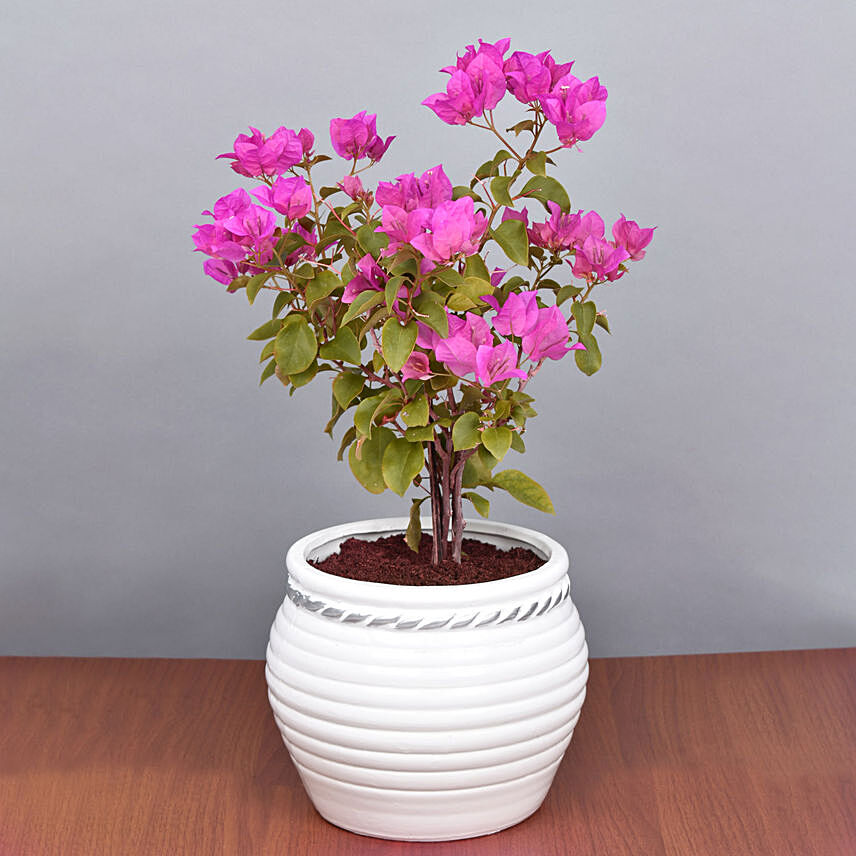 Pink Bougain Villa: Anniversary Plant Gifts