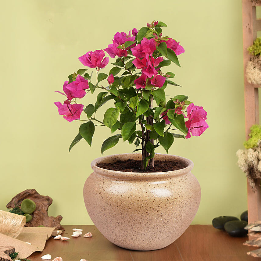 Pink Bougain Villa: Outdoor Plants to Ajman