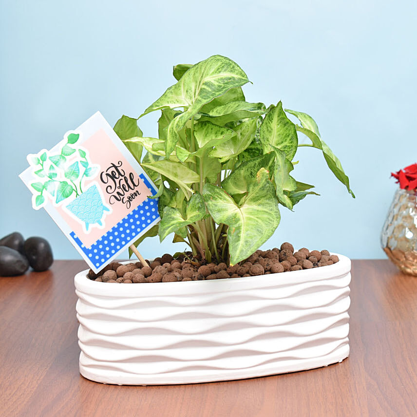 Get Well Soon Wishes Plant: New Arrival Plants