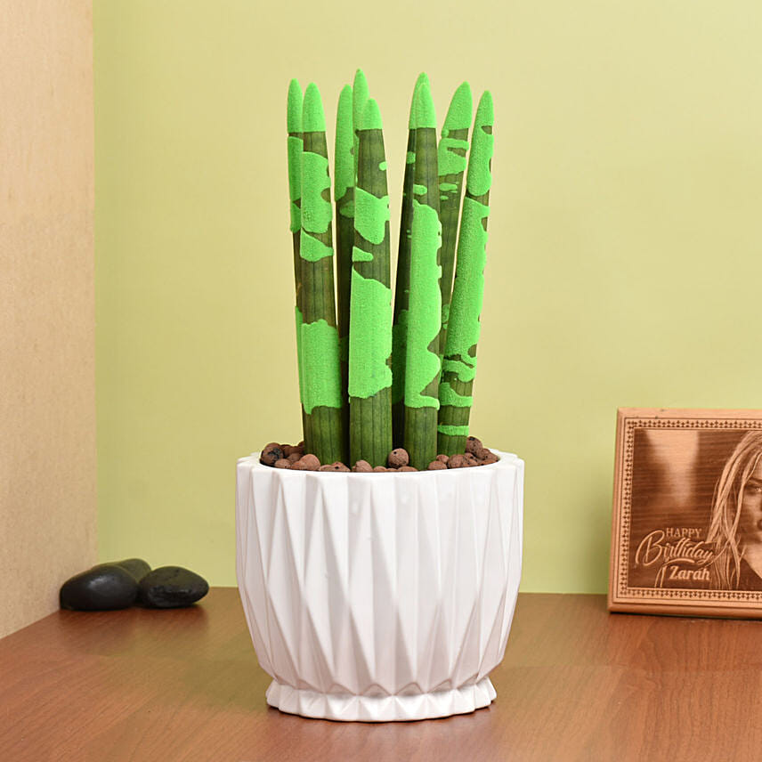 Sansevieria Cylindrica Plant: 