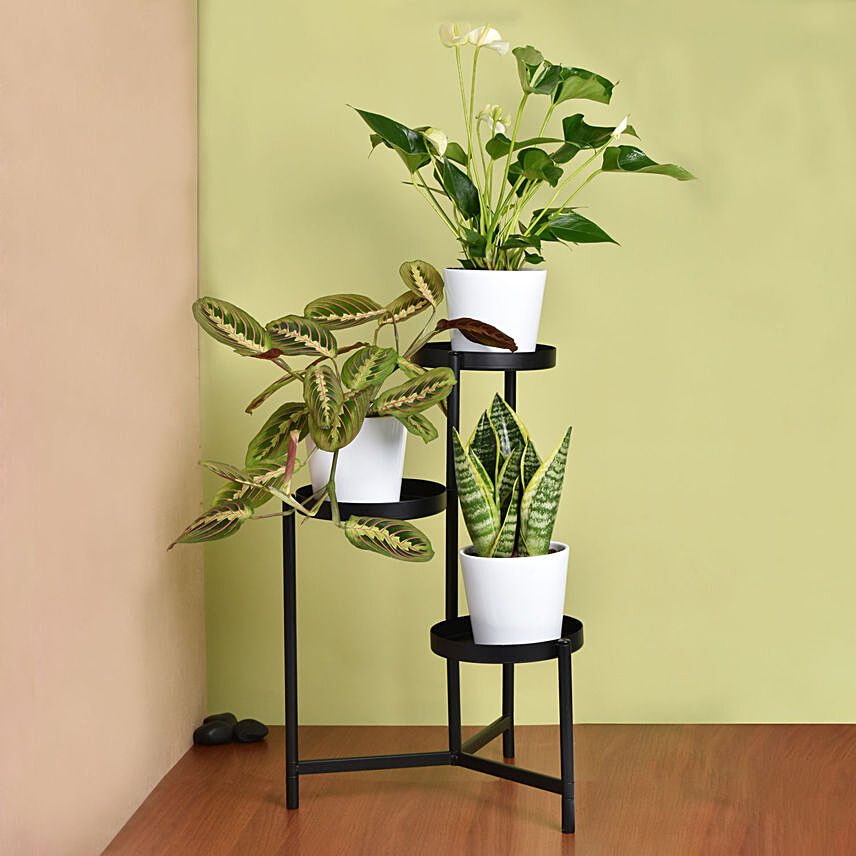 Luck and Peace Plant Stand: Pet Friendly Plants