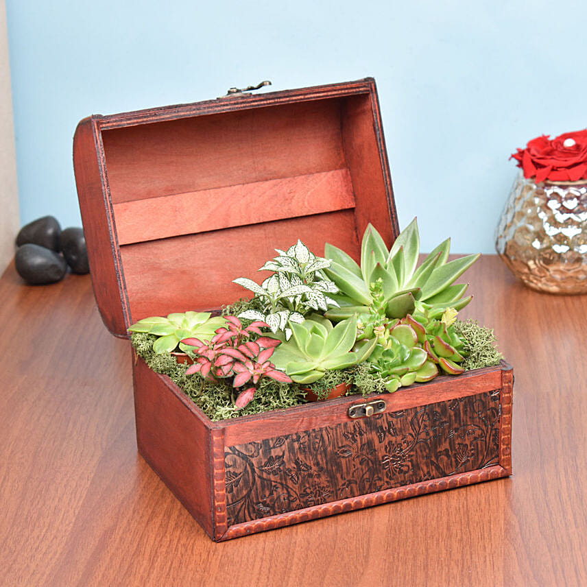 Garden Treasure Box: Plants Combo