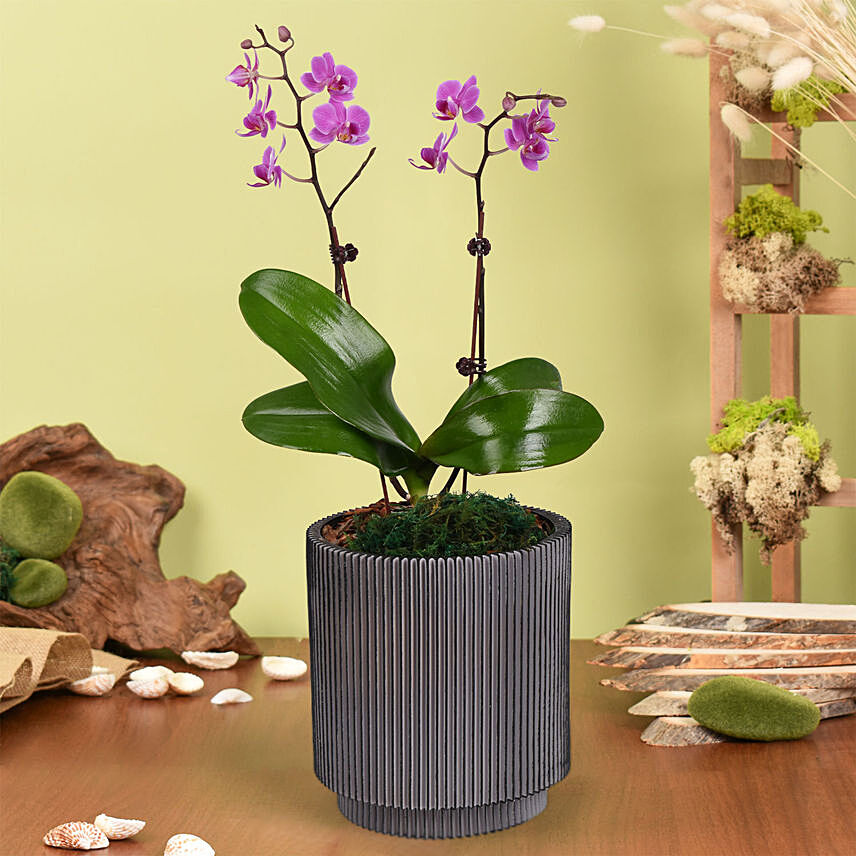 Mini Pink Holland Orchid Arrangement: Plants 