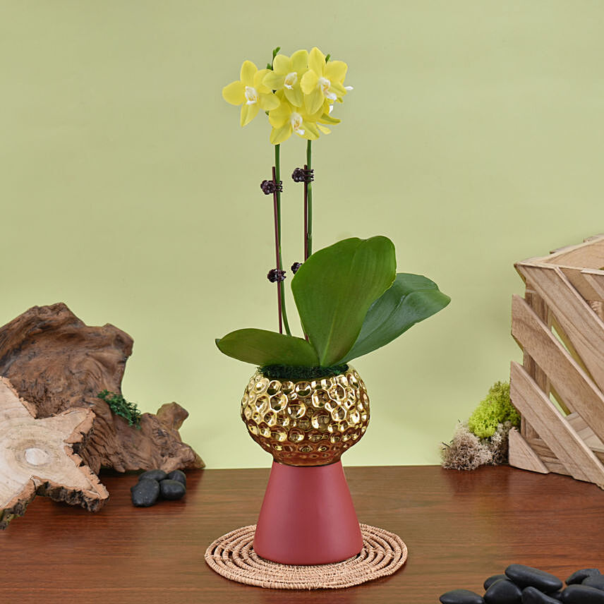 Mini Yellow Holland Orchid Arrangement: 