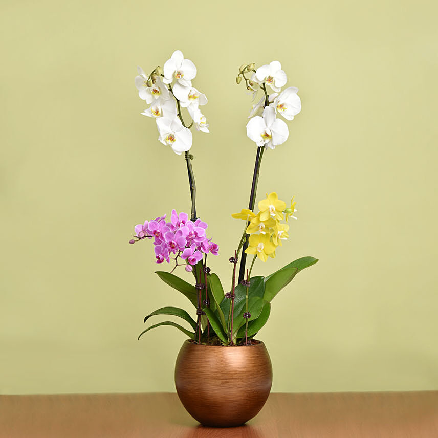 Mutli Color Holland Orchids Arrangement: Orchid Plants 