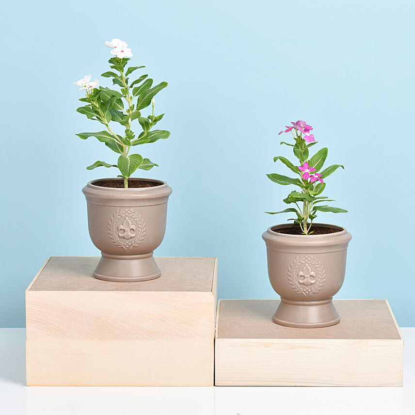 Set of Two Vinca Plants in Ceramic Planter 1: Flowering Plants 