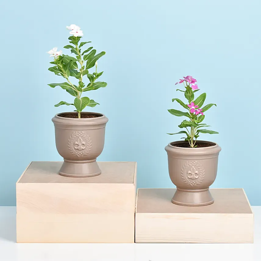 Set of Two Vinca Plants in Ceramic Planter 1: Flowering Plants 