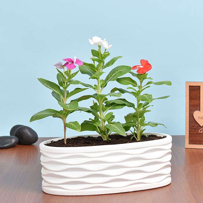 Three Vinca Plants in Beautiful Pot: Flowering Plants