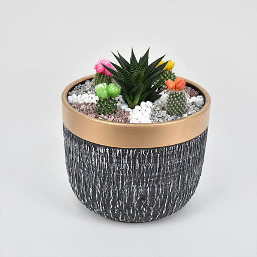 Cactus Garden: Shrubs 