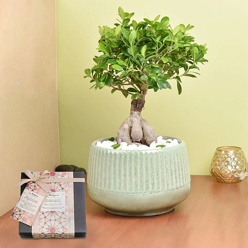 Chocolates & Bonsai Delight Set: Indoor Bonsai Tree