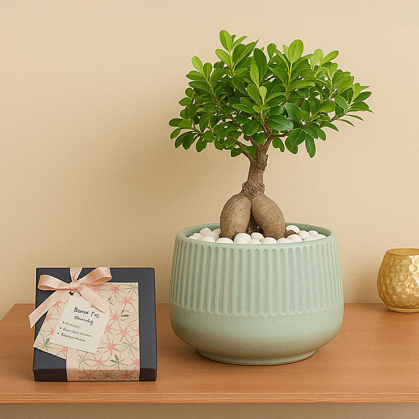 Chocolates & Bonsai Delight Set: Send Chocolates in Ajman