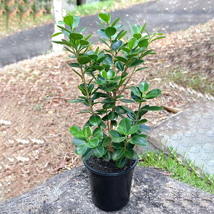 Ficus Microcarpa Green Plant Pot: Outdoor Plants in Dubai