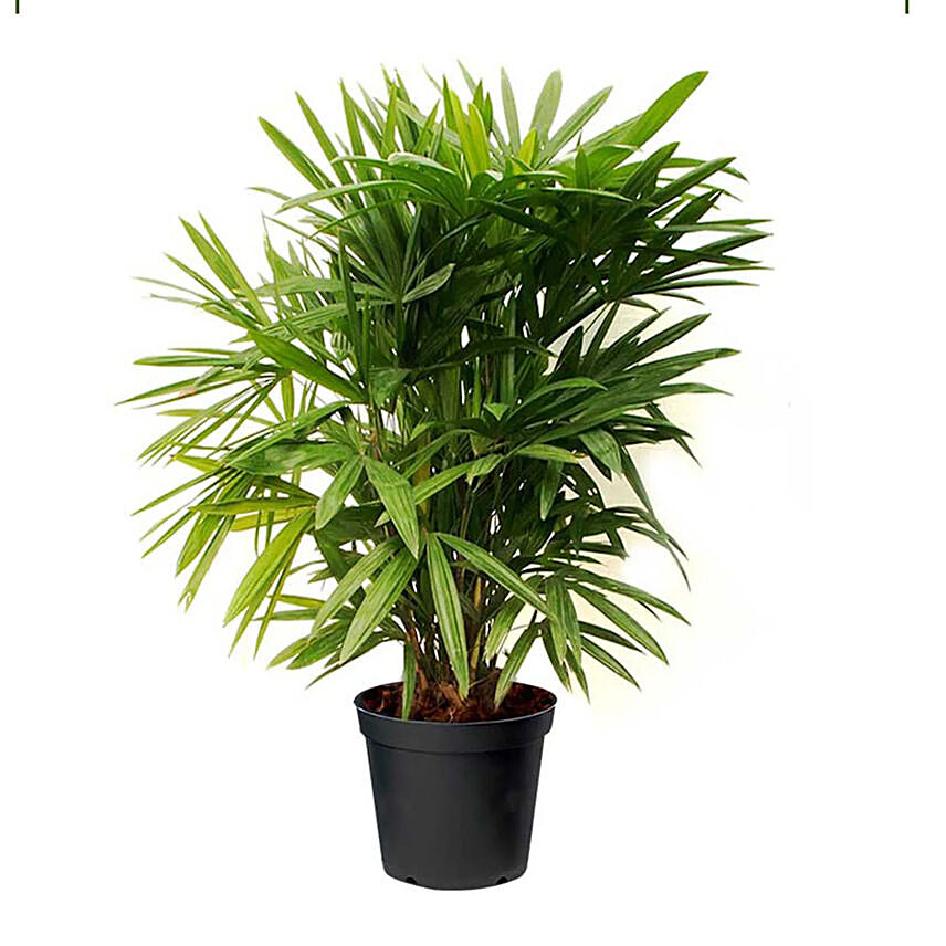 Potted broadleaf lady palm: Outdoor Plants