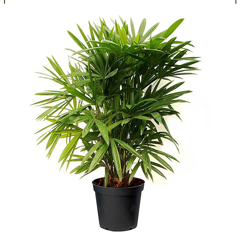 Potted broadleaf lady palm: Outdoor Plants