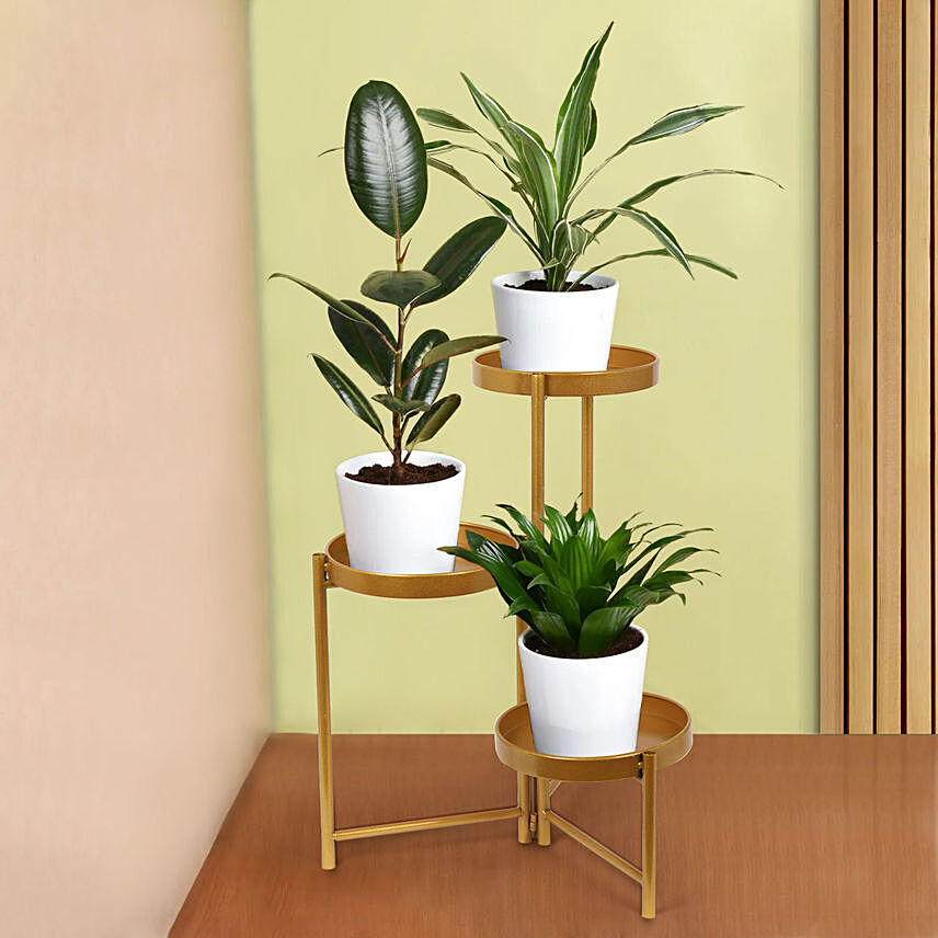 Love of Shade Plant Stand: Plants Combo
