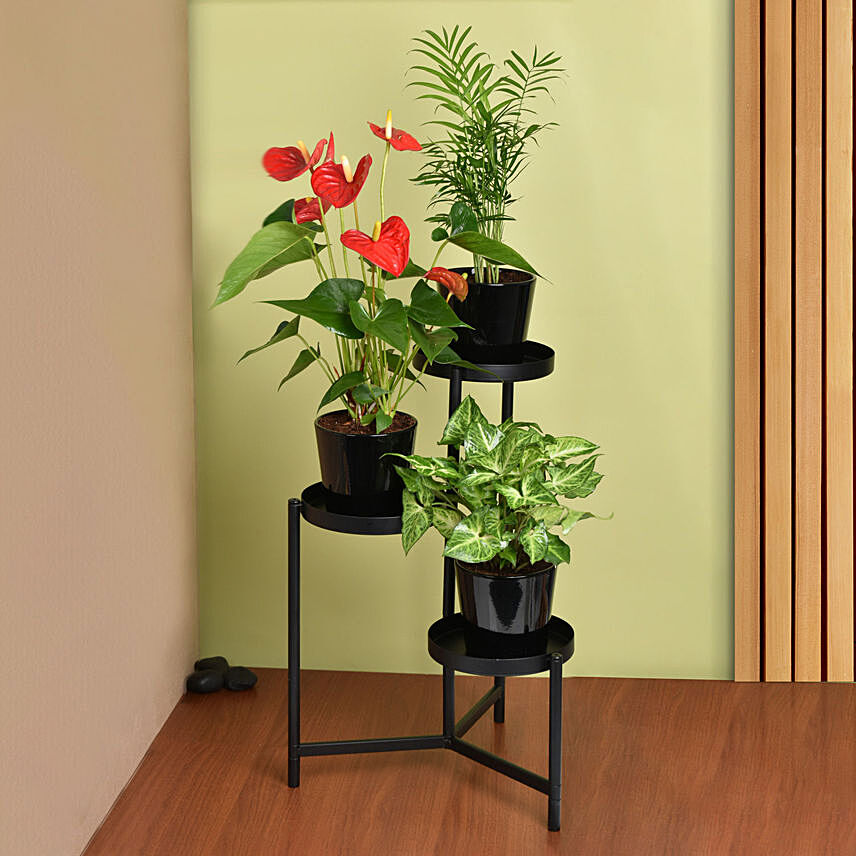 Natures Elegance Plant Stand: Flowering Plants