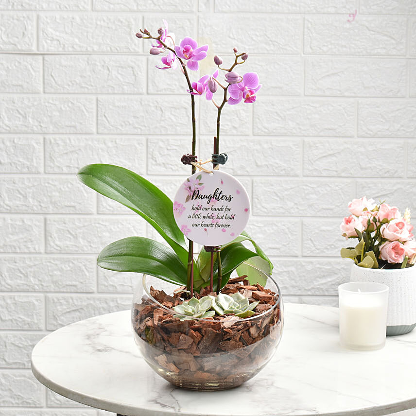 Love For Daughter Orchid Plant Arrangement: 