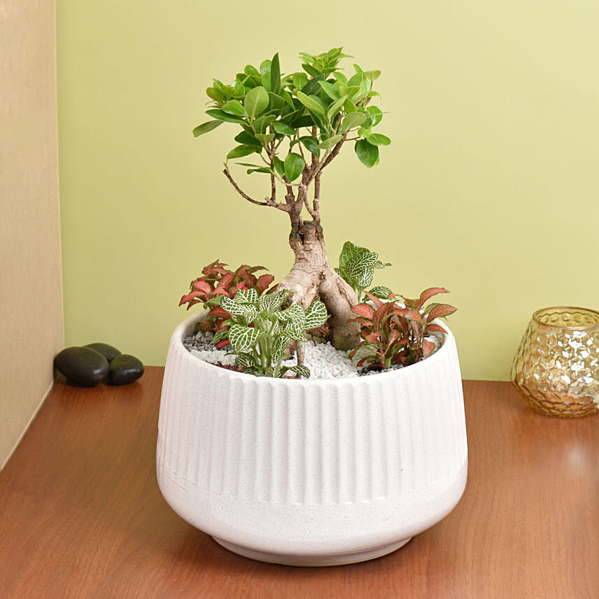 Bonsai & Fittonia Plant In Platter Planter: 