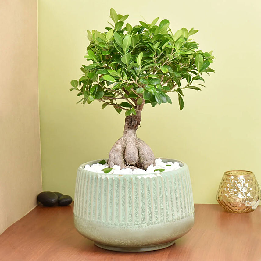 Bonsai Plant In Ceramic Pot: 