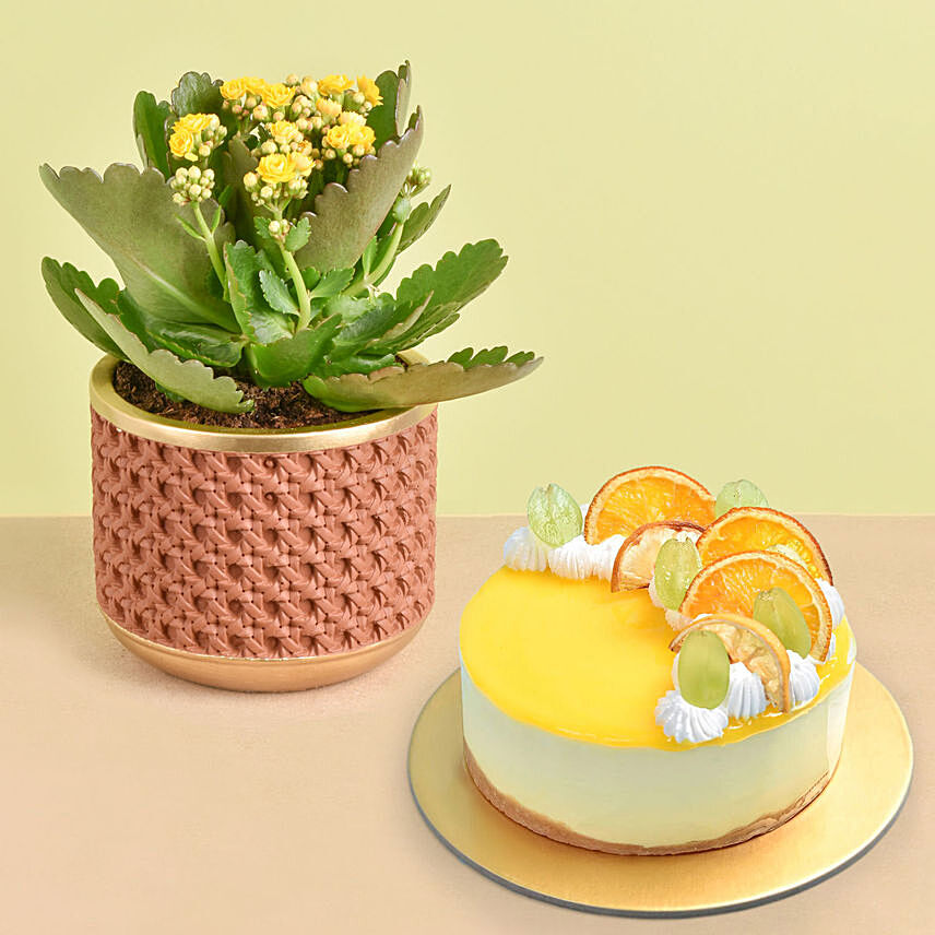 Yellow Kalanchoe With Cheesecake: Plants Combo 
