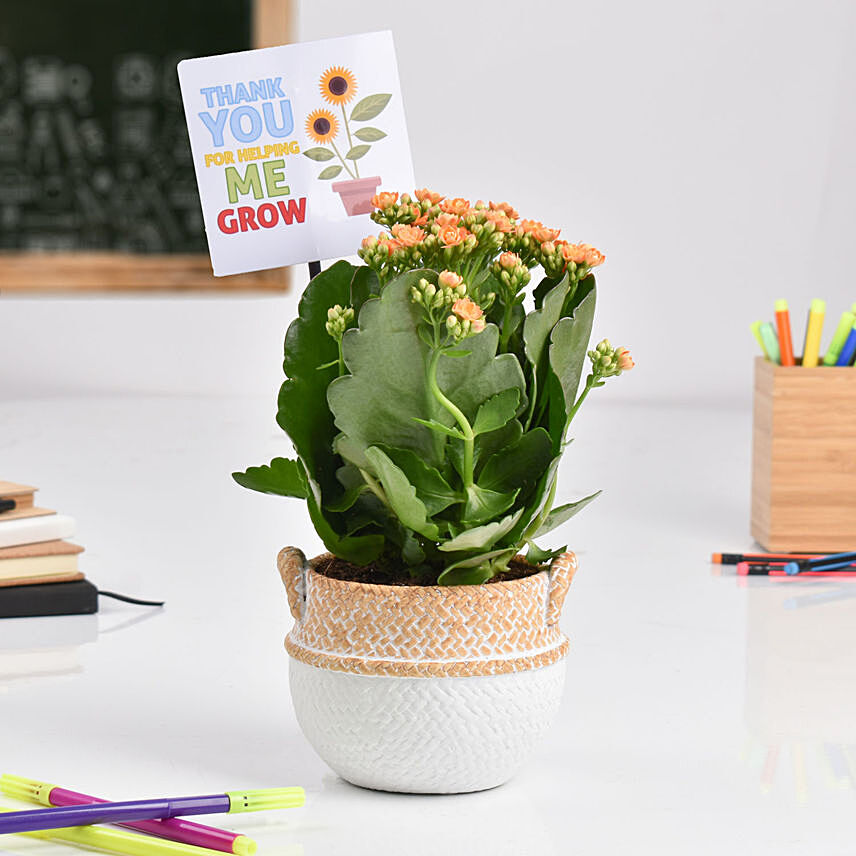 Expressing Thanks Kalanchoe Plant: Gifts for Teacher