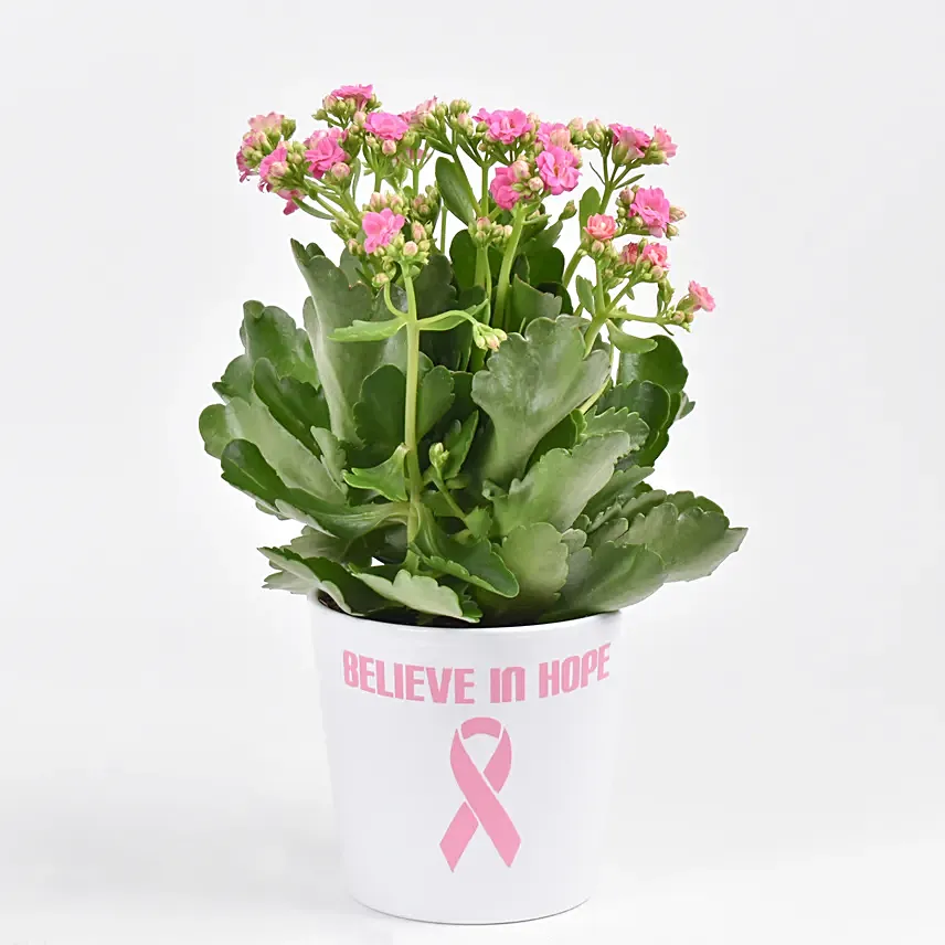 Believe In Hope Plant: Breast Cancer Awareness Gifts